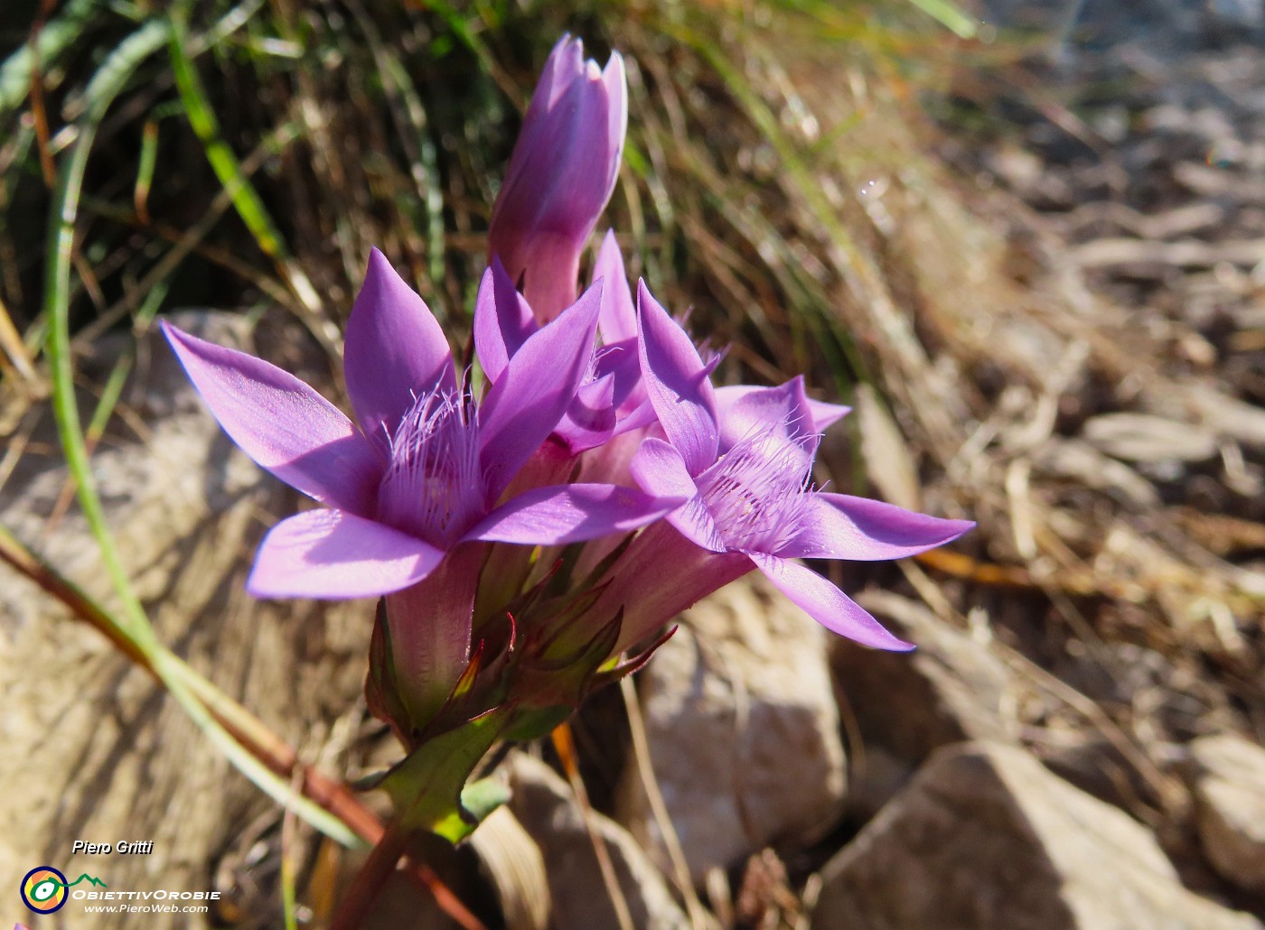 20 Gentianella anisodonta - Genzianella anisodonta baciata dal sole.JPG